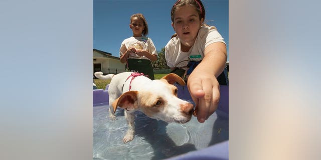 In this photo, young summer campers are shown playing with a Chihuahua mix female dog at an animal center in Long Beach, California.