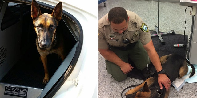 Abbie, a K-9 with the Clackamas County Sheriff's Office, was administered Narcan on Tuesday after she was exposed to heroin she discovered.