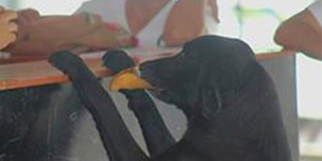 Dodo the dog learned to "buy" cookies using a leaf.