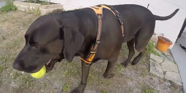 Elario, a Labrador retriever mix, has been the subject of a bitter court custody battle between two former next-door neighbors.