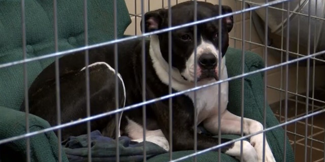 Animal shelters request armchairs for homeless dogs after video goes viral | Fox News Animal shelters request armchairs for homeless dogs after video goes viral | Fox News