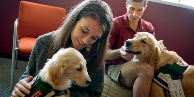 May 2, 2012: In this photo, law students Josh Richey, 22, right, and Lindsay Stewart, 26, play with Hooch, a 19-month-old golden retriever, right, and Stanley, a 4-month-old golden retriever, in between final exams at Emory University in Atlanta.