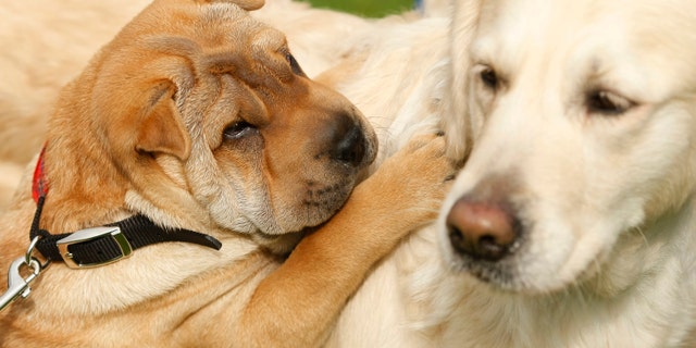 Sharpa-Pei dog 'Pasha' (L) plays with a Golden Retriever during photo call for a dog show in Dortmund April 23, 2009. More than 6,000 dogs will compete for the title of the best pedigree hound on May 1 to 3, 2009 in Dortmund. REUTERS/Ina Fassbender (GERMANY SOCIETY ENVIRONMENT ANIMALS) - RTXEA74