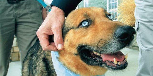 A German shepherd mix.