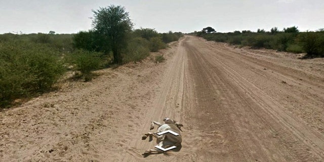 Eagle-eyed web users say this Google Street View image proves that a Google mapping car ran over a donkey.