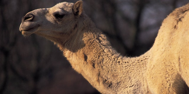Dromedary (Photo by Matias Nieto/Cover/Getty Images)
