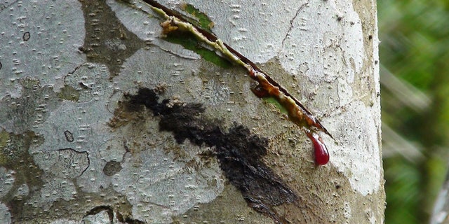 Dragon S Blood For Skin Issues Fox News Dragon S Blood For Skin Issues Fox News