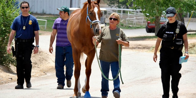 June 12: Unidentified law enforcement personnel take a horse away from the stable area at Ruidoso Downs Racetrack and Casino in Ruidoso, N.M.