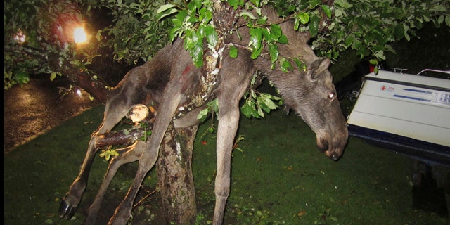 Sept. 6 2011: A seemingly intoxicated moose is discovered entangled in an apple tree by a stunned Swede in Goteborg, Sweden late Tuesday.