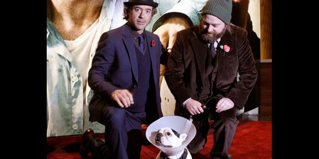 Nov. 2: Robert Downey Jr, left, Zach Galifianakis and Balu the dog arrive for the European premiere of Due Date at a central London cinema.