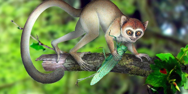 A reconstruction of Archicebus achilles in its natural habitat of trees. One of our earliest primate relatives was a hyperactive wide-eyed creature so small you could fit a few of them in your hand, if they would just stay still long enough, new fossil evidence shows.