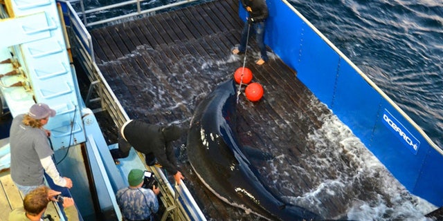 Sept. 18, 2012: Scientists lift a great white shark named Mary Lee so it can be tagged off Cape Cod, Massachusetts. The shark was tracked south to the Florida coast but as of Thursday, January 31, 2013, was again off Long Island, N.Y.