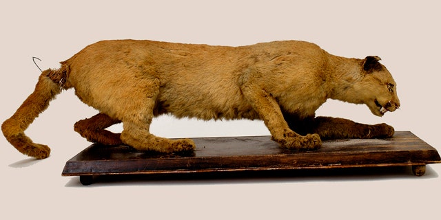 This 2006 photo provided by the State Museum of Pennsylvania, Pennsylvania Historical and Museum Commission, shows the taxidermy of the Eastern Cougar said to have been the last cougar killed in Pennsylvania in 1874 by Thomas Anson.
