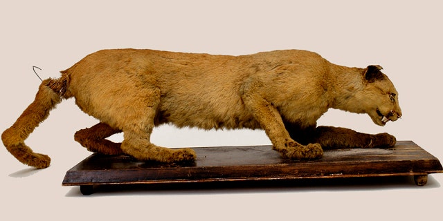 This 2006 photo provided by the State Museum of Pennsylvania, Pennsylvania Historical and Museum Commission, shows the taxidermy of the Eastern Cougar said to have been the last cougar killed in Pennsylvania in 1874 by Thomas Anson.