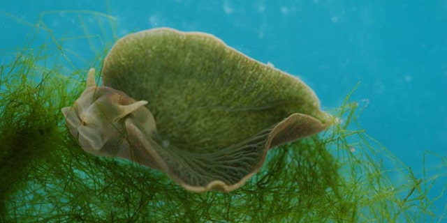 This green slug, which is part animal and part plant, produces its own chlorophyll and so can carry out photosynthesis, turning sunlight into energy, scientists have found.