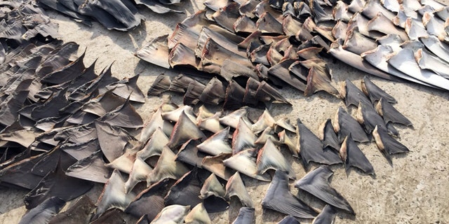 This photo released by Ecuador's Attorney General, shows hundreds of shark fins seized by the police in Manta, Ecuador, Wednesday, May 27, 2015. According to the Interior Minister of Ecuador, the police siezed about 200 thousand shark fins that where about to be exported illegaly to Asia. (Fiscalia General del Ecuador via AP)