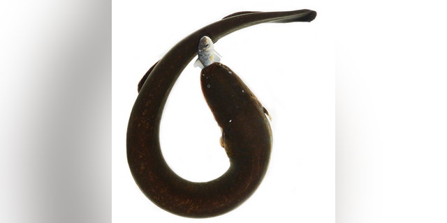 An electric eel curls its body to deliver a powerful shock to a prey item.