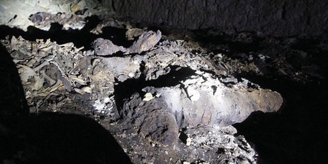 The ancient remains of a complete canine mummy in an undisturbed section of the catacomb.