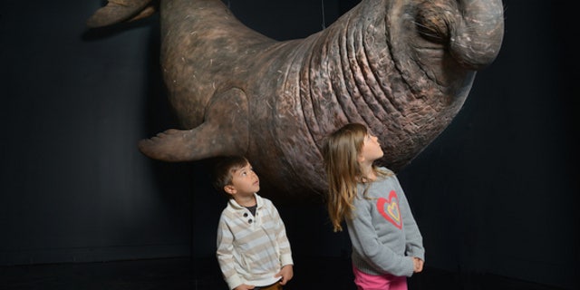 The new Life At The Limits Exhibit at the American Museum of Natural History in New York details the extraordinary abilities of animals, including the elephant seal, which can hold its breath underwater for up to two hours.