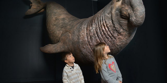 The new Life At The Limits Exhibit at the American Museum of Natural History in New York details the extraordinary abilities of animals, including the elephant seal, which can hold its breath underwater for up to two hours.