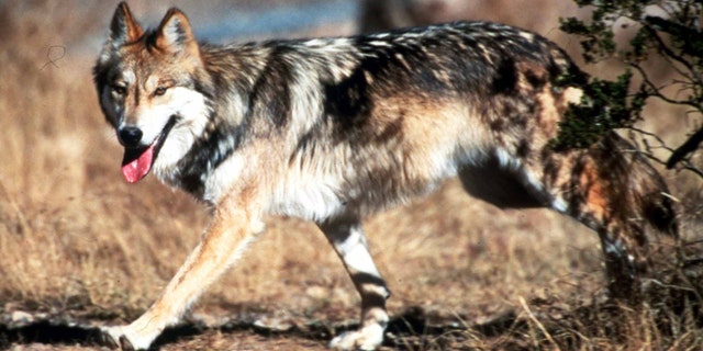 File-This undated file image provided by the U.S. Fish and Wildlife Service shows a Mexican gray wolf leaving cover at the Seviellta National Wildlife Refuge, north of Soccorro, N. M. There are more Mexican gray wolves in the wild in the New Mexico and Arizona than last year. The results of the U.S. Fish and Wildlife Service's annual survey were released Friday Jan. 31, 2014. There are at least 83 of the endangered predators in the two states, marking the fourth year in a row the population has increased. (AP Photo/U.S. Fish and Wildlife Service, Jim Clark, File)