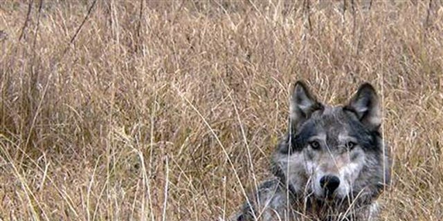 This undated image provided by Montana Fish Wildlife and Parks shows a wolf in Montana. (AP/Montana Fish Wildlife and Parks)