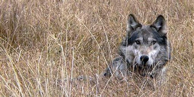 This undated image provided by Montana Fish Wildlife and Parks shows a wolf in Montana. (AP/Montana Fish Wildlife and Parks)