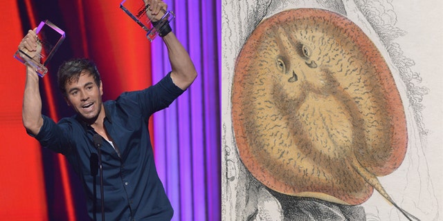 Enrique Iglesias (left) and a stingray. (Images: Getty)