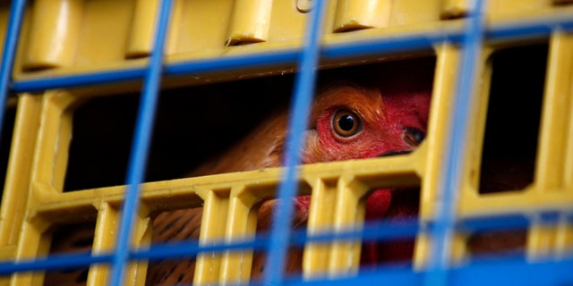 A chicken is seen inside a cage on a truck from mainland China at a border checkpoint in Hong Kong.