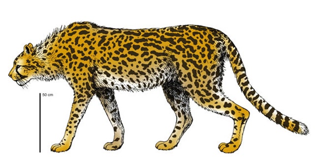 The extinct cheetah, Acinonyx pardinensis would have weighed double what its modern cousin weighs (shown here in a reconstruction).