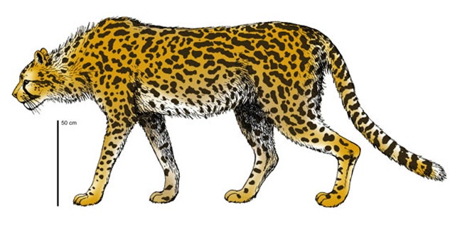 The extinct cheetah, Acinonyx pardinensis would have weighed double what its modern cousin weighs (shown here in a reconstruction).
