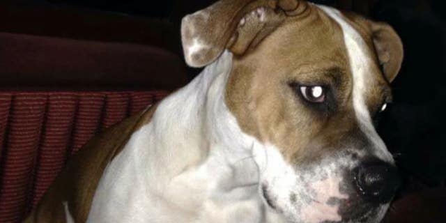 Cinnamon is up for adoption through Nicholas' Pet Haven after her owner made Facebook plea to find someone to shoot the 3-year-old pet. (Credit: Nicholas' Pet Haven)