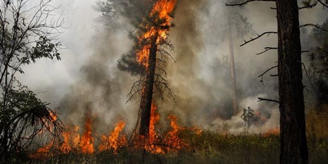 A tree is engulfed in flames during a controlled burn near a fire line outside of Okanogan, Wash., on Saturday, Aug. 22, 2015. (Ian Terry /The Herald via AP) MANDATORY CREDIT