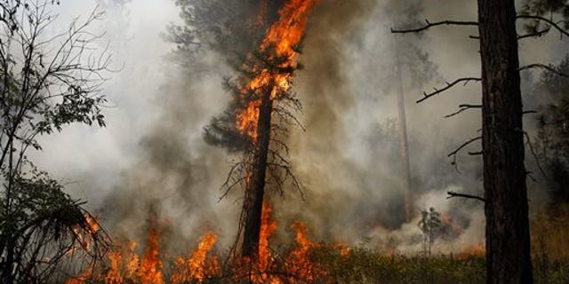 A tree is engulfed in flames during a controlled burn near a fire line outside of Okanogan, Wash., on Saturday, Aug. 22, 2015. (Ian Terry /The Herald via AP) MANDATORY CREDIT
