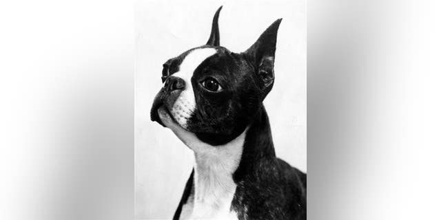 A stock photo of a Boston terrier.