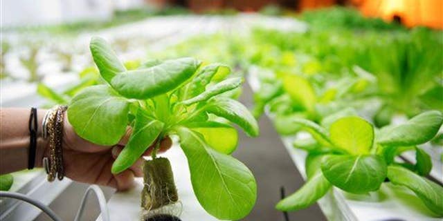 In this photo taken June 4, 2015, a lettuce plant is shown at a hydroponic indoor vegetable growing operation.
