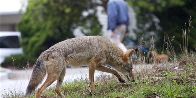 In this Sept. 2009 handout photo provided by Janet Kessler, a coyote is shown on a public street in San Francisco.