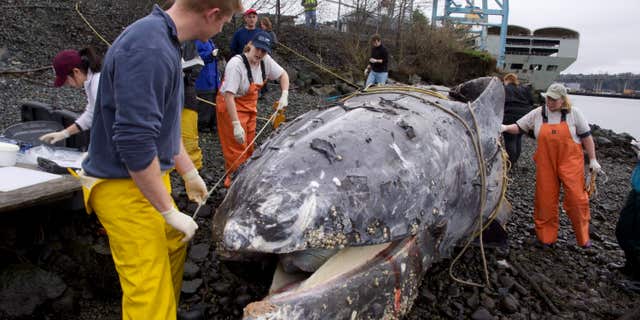 Jan. 24, 2015: A necropsy team measures a gray whale found dead beneath a dock on the Seattle waterfront earlier in the week.