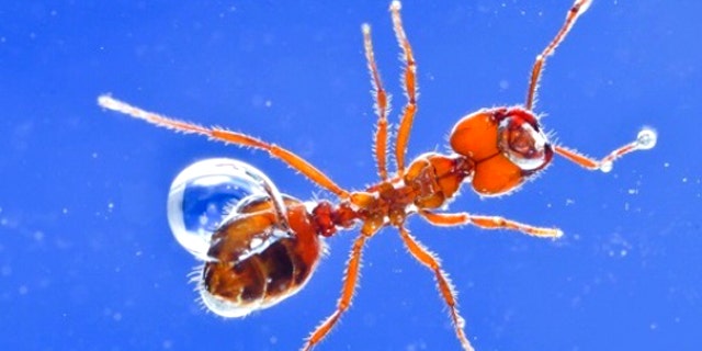 Ants float because of the buoyancy of the air bubbles trapped next to their bodies. A thin layer of air can be seen around its antennae and body as well.