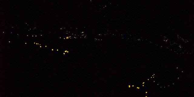 For just a few weeks every year, a certain species of fireflies will flash in a synchronous light show to attract a mate. Thousands of revelers travel to national parks to see the phenomenon.