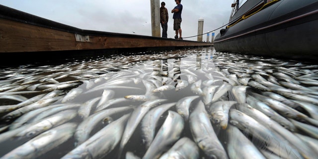 Dead fish float on top of the harbor on Tuesday, April 19, 2011 in Ventura, Calif. Officials say thousands of anchovies and sardines have died in Ventura Harbor after using up all their oxygen. Pat Hummer of the Ventura Harbor Patrol says the fish died Monday, although they moved into the harbor a week ago. In early March, 175 tons or 2.5 million sardines died in Redondo Beach after running out of oxygen. Officials say they don't know why the fish entered the harbor, but they could have been chased by a sea lion, dolphin or strong tide.