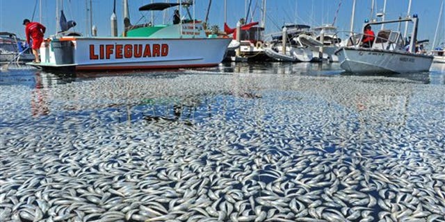 Mass Fish Deaths Foul California Marina | Fox News