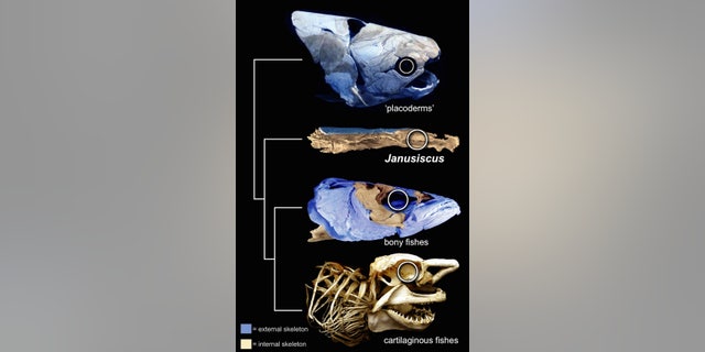 The 415-million-year-old fish fossil (Janusiscus schultzei) has a well-developed external skeleton (shown in blue), a feature that is seen in the common ancestor of bony fish and cartilaginous fishes, such as sharks.