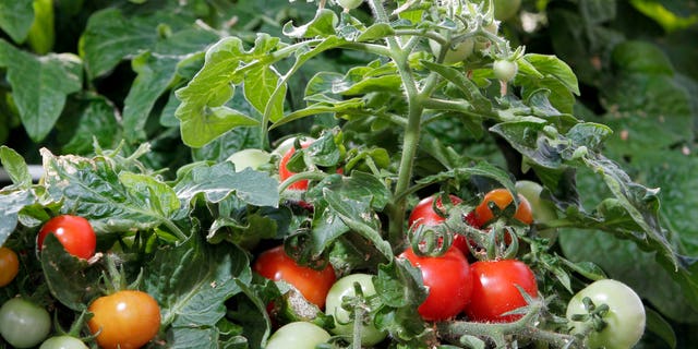Dec. 1, 2011: Dwarf tomato plants grow at the University of New Hampshire greenhouse in Durham, N.H. The university has been experimenting with dwarf tomato plants as holiday decor.