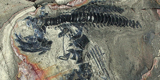 Forty-six skeletons of ichthyosaurs were excavated over three months.