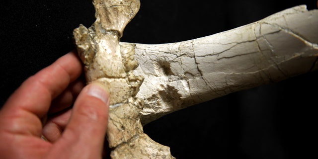 While preparing to build a new substation in an arid canyon southeast of Los Angeles, Southern California Edison has stumbled on a trove of animal fossils dating back 1.4 million years that researchers say will fill in blanks in Southern California's history. This photo shows the bitemark of a saber-tooth tiger on a horse bone.