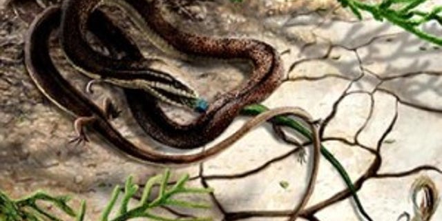 Artist's impression of Tetrapodophis amplectus with its prey, olindalacerta (salamander).