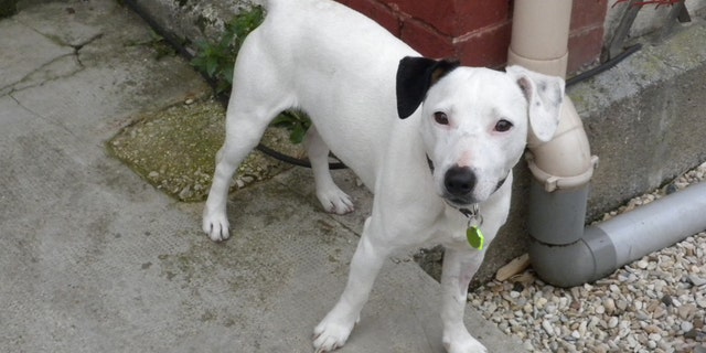 Oct. 19, 2012 - Jack Russell terrier Ethan, pictured at his new home in Charleville Mezieres, eastern France.