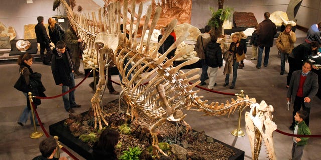 The skeleton of a prehistoric Spinosaurus during a presentation to the public at Drouot Montaigne auction house in Paris, Sunday, Nov. 29, 2009. 