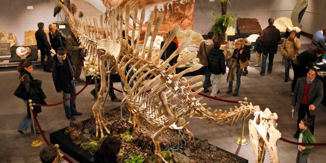 The skeleton of a prehistoric Spinosaurus during a presentation to the public at Drouot Montaigne auction house in Paris, Sunday, Nov. 29, 2009.